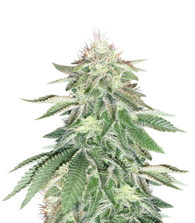 Семена сорта Wedding Cake fem (Cali Buds Seeds)