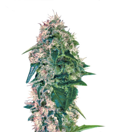 Семена сорта Torpedo fem (VIP seeds)