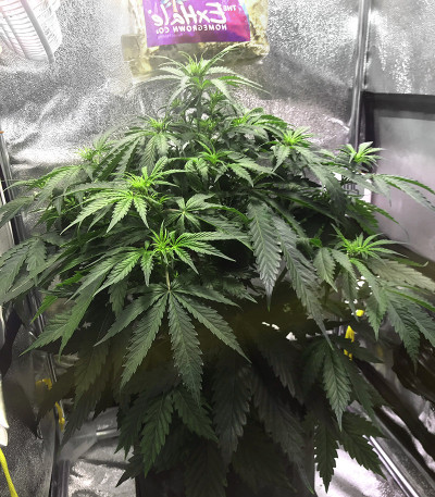 Семена сорта Aurora Green Auto fem (Sumo Seeds)