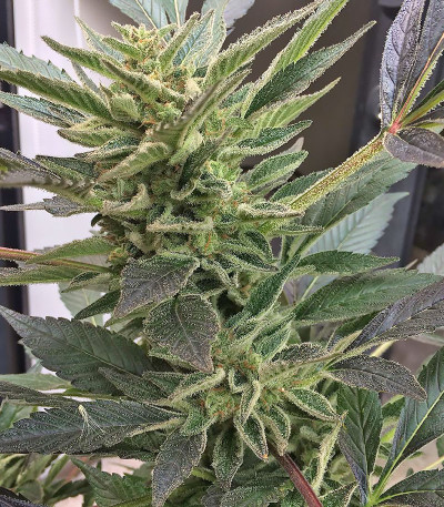 Семена сорта Buddha Kraken fem (Buddha Seeds)