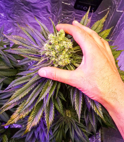 Семена сорта Gelato #33 Fast (Advanced Seeds)