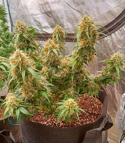 Семена сорта Gelato Auto fem (Herbies Seeds)