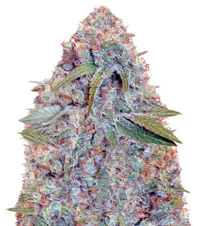 Семена сорта Caramelino fem (Victory Seeds)