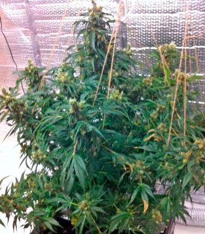 Семена сорта Jock Horror reg (Nirvana Seeds)