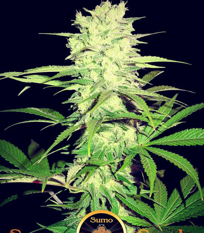 Семена сорта Thunderstruck fem (Sumo Seeds)