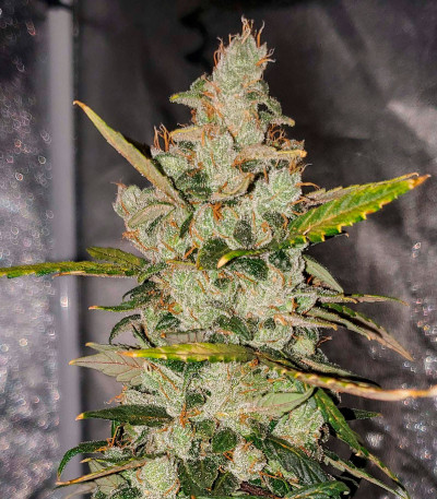 Семена сорта Whiskey Zulu Auto fem (7CH American)