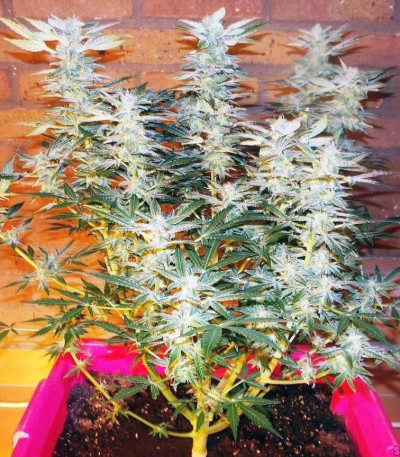 Семена сорта Amnesia Haze Automatic fem (Royal Queen Seeds)