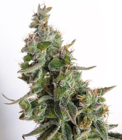 Семена сорта Auto Banana Blaze (Dutch Passion)