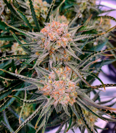 Семена сорта Bruce Banner Auto (Sweet Seeds)