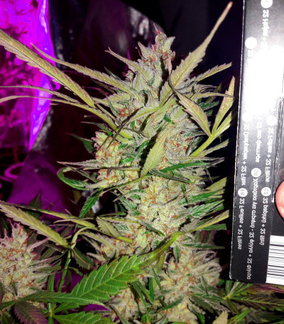 Семена сорта Northern Lights x Big Bud Auto fem (World of Seeds)