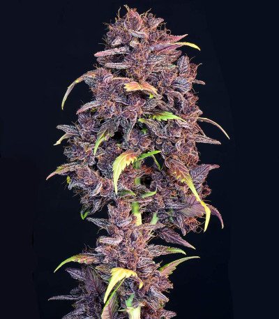 Семена сорта Purple Lemonade Auto fem (FastBuds)