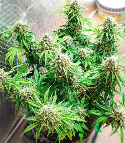 Семена сорта Watermelon Zkittlez Auto fem