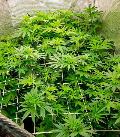 Семена сорта Runtz fem (Barney's Farm)