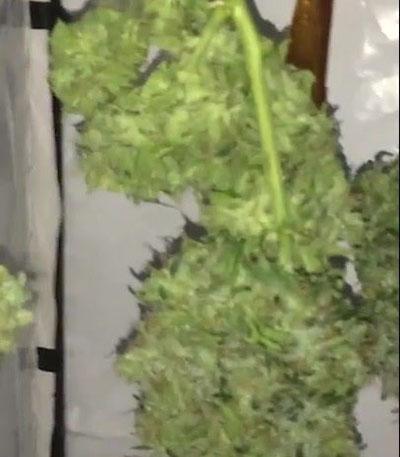 Семена сорта AK-77V fem (Victory Seeds)