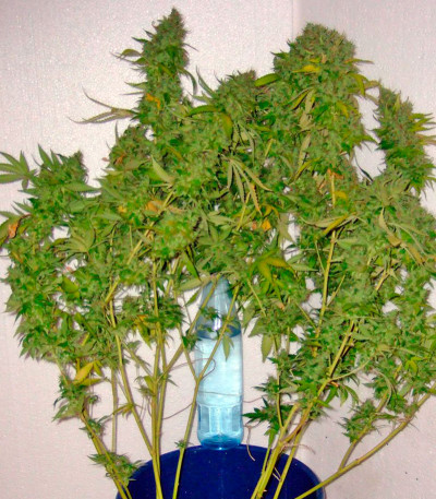 Семена сорта AK 47 reg (Serious Seeds)