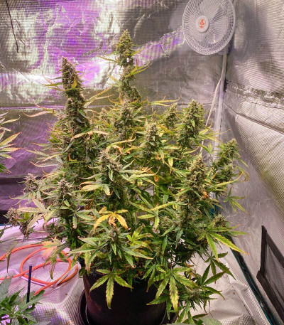 Семена сорта Afghan Kush Ryder Auto fem (World of Seeds)