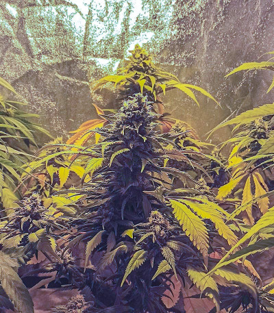 Семена сорта Blueberry Hill fem (Herbies Seeds)