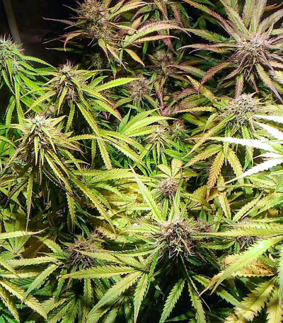 Семена сорта Crime Caramel Auto fem (Семяныч)