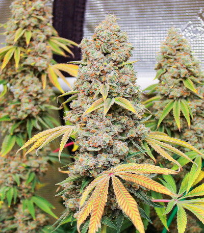 Семена сорта Gorilla Girl fem (Sweet Seeds)