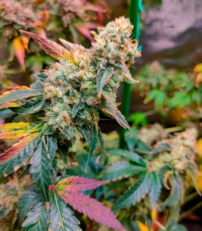Семена сорта Purple Punch X Lemon Drizzle fem от Barney's Farm