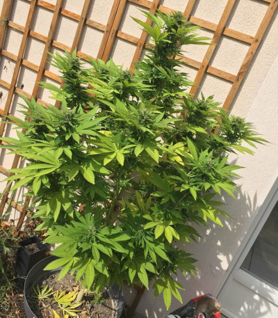 Семена сорта Sumo's OG Kush fem (Sumo Seeds)