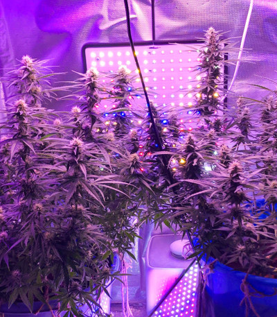 Семена сорта Ak 47 fem (Семяныч)