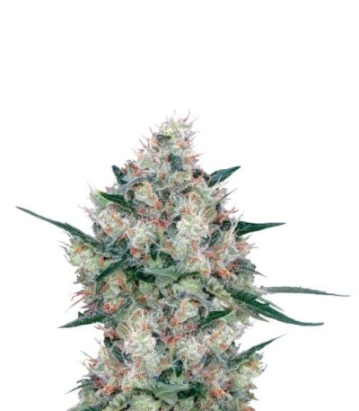 Семена сорта Honey Cream fem (Fast Flowering)