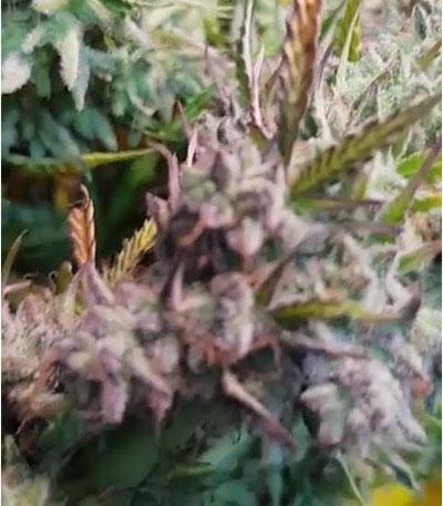 Семена сорта Wedding Cake fem (Barney's Farm)
