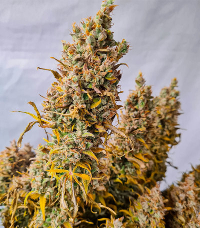 Семена конопли сорта Zoap от 7CH American