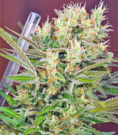 Семена сорта S.A.D. Sweet Afgani Delicious F1 Fast Version fem (Sweet Seeds)