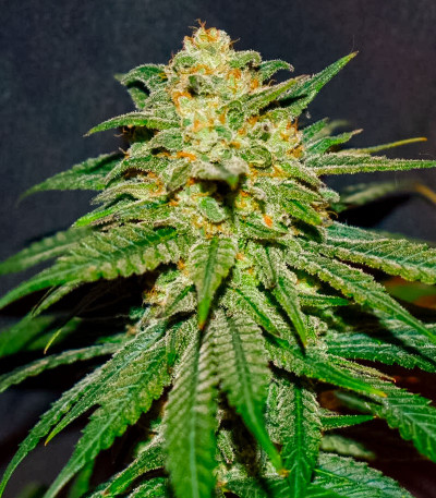 Семена сорта 00 Kush fast fem (00 Seeds)