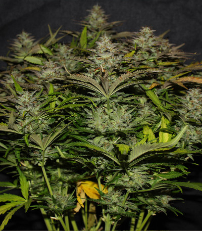 Семена сорта Original Auto Cheese fem (FastBuds)