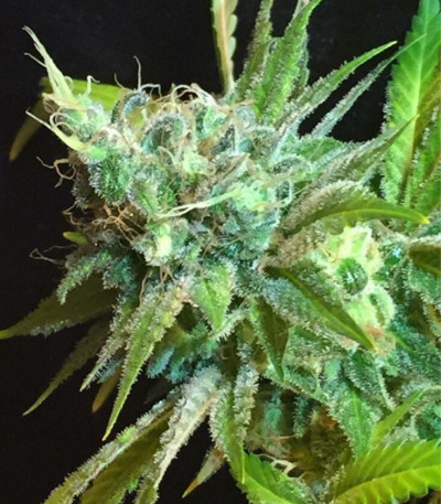 Семена сорта Pineapple Kush fem (Royal Queen Seeds)