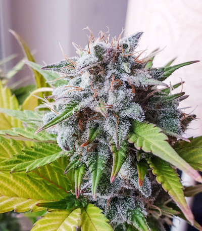 Семена сорта Super Bud Auto fem (Green House Seeds)