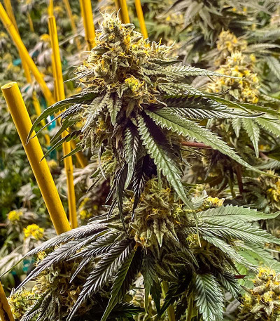 Семена сорта Apple Fritter Fast Version fem (7CH American)