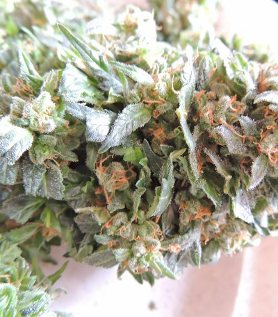 Семена сорта Ogre Auto fem (Doctor’s Choice)