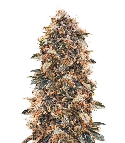 Семена сорта Super Glue #4 Auto fem (High Speed ​​Buds)