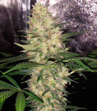 Семена сорта Critical Sensi Star fem (Delicious Seeds)