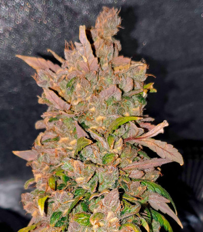 Семена сорта Whiskey Zulu Auto fem (7CH American)