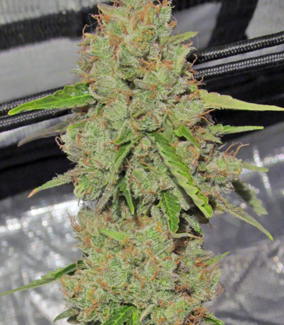 Семена сорта Big Bang Auto fem (Green House Seeds)