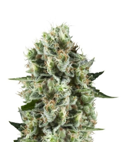 Семена сорта Critical Kush fem (Royal Queen Seeds)