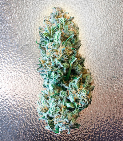 Семена сорта Easy Ryder Auto fem (Семяныч)