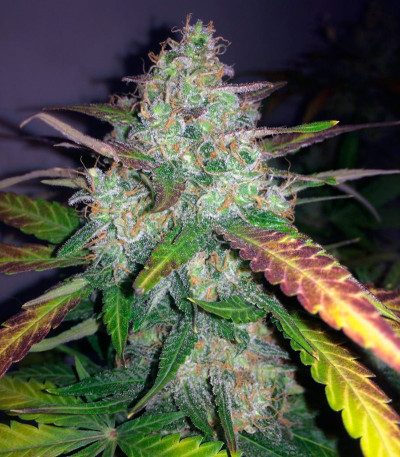 Семена марихуаны Auto Frisian Dew