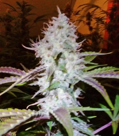 Семена сорта Auto AK fem (Female Seeds)