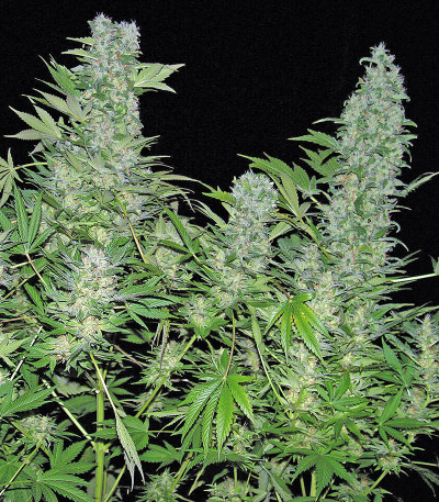 Семена сорта Double Dutch fem (Serious Seeds)