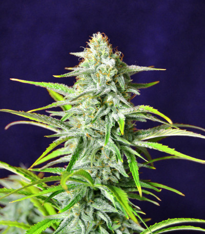 Семена сорта Bruce Banner #3 Auto fem (Herbies Seeds)