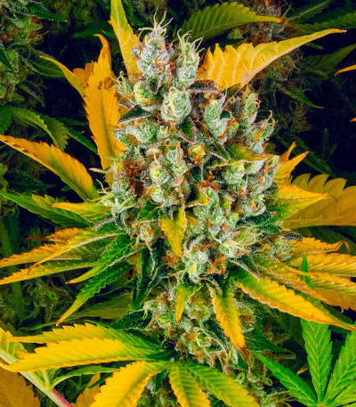 Семена сорта GMO fem (Barney's Farm)