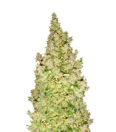 Семена Skywalker мини