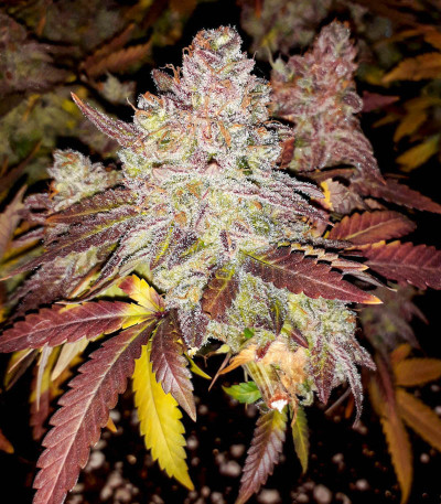 Семена сорта Super Lemon Haze fem (Семяныч)