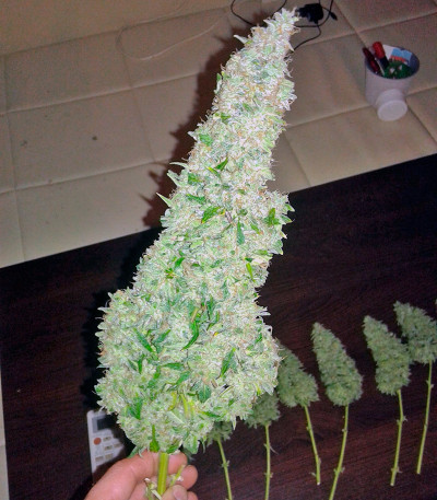 Семена сорта Blue Mammoth Auto fem